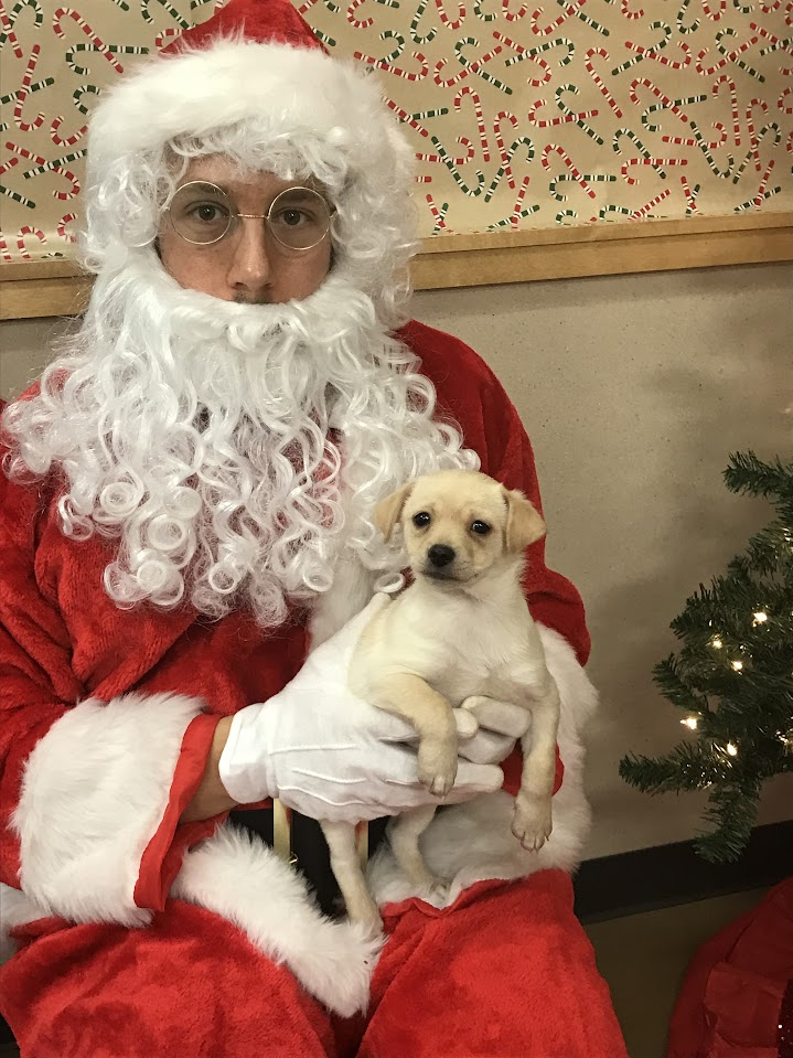 Chris Brennan dressed as Santa while holding a small puppy